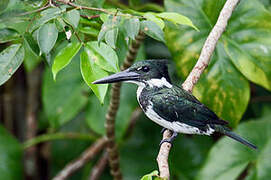 Amazon Kingfisher