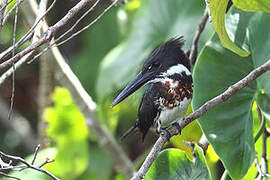 Amazon Kingfisher