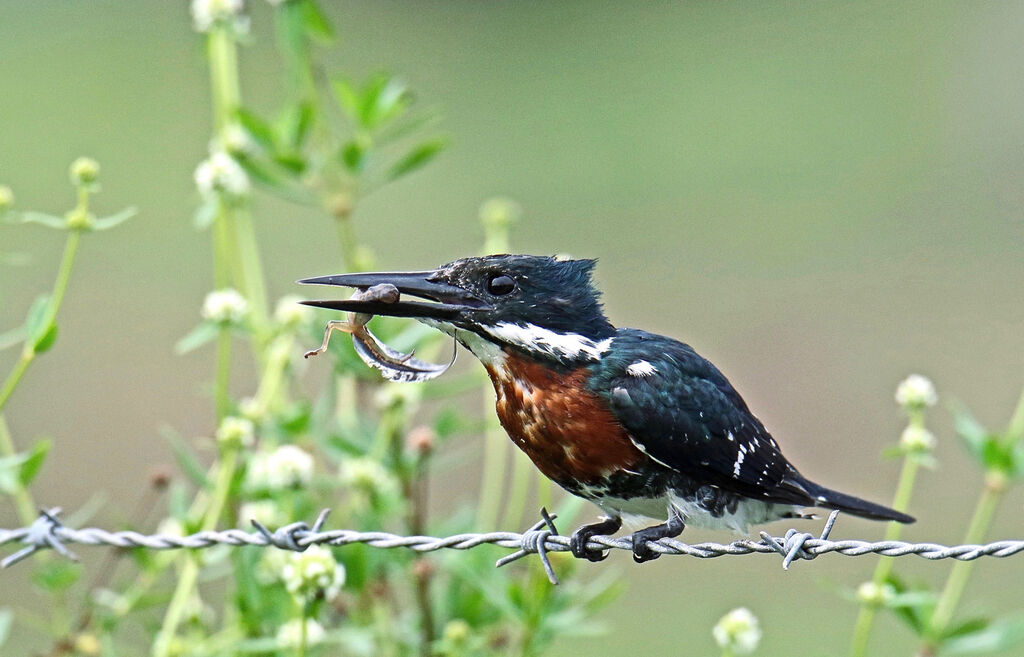 Martin-pêcheur d'Amazonieadulte, mange