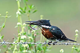 Amazon Kingfisher