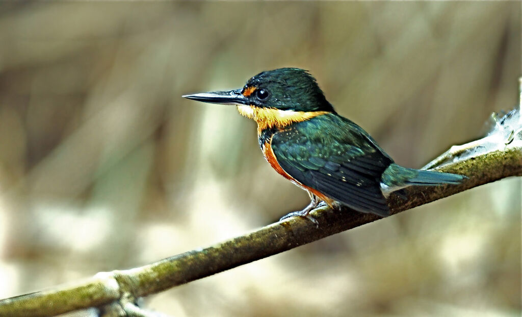 Martin-pêcheur nain femelle, identification