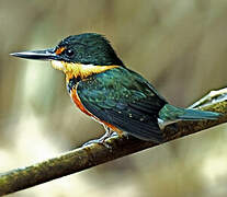 American Pygmy Kingfisher