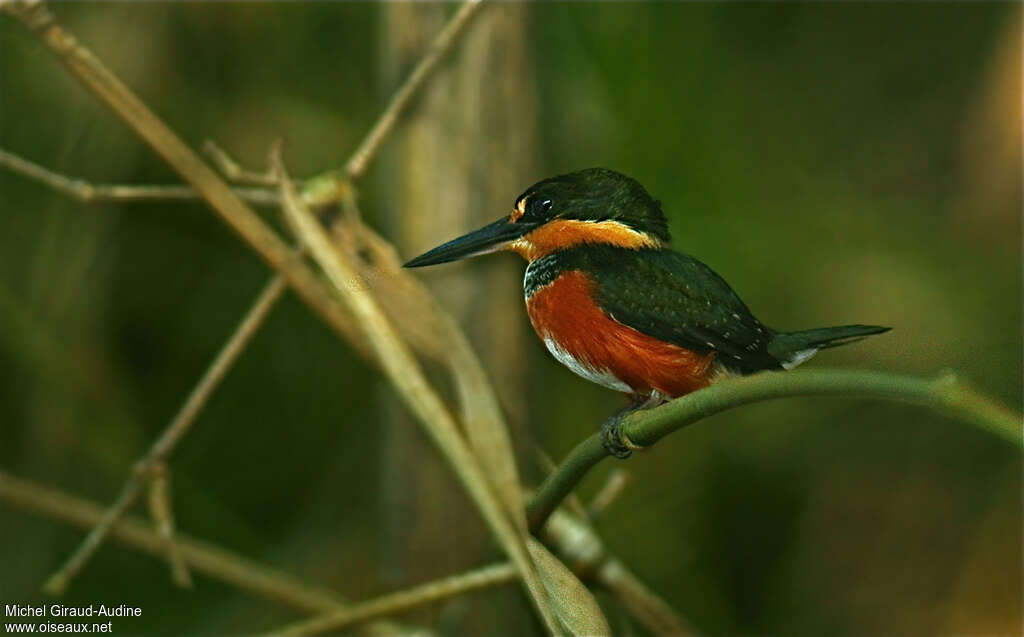 Martin-pêcheur nain femelle adulte, identification