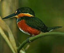 American Pygmy Kingfisher