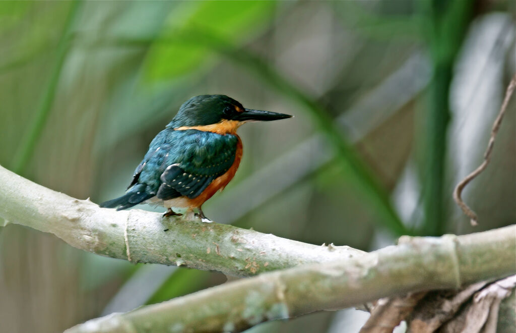 American Pygmy Kingfisherjuvenile