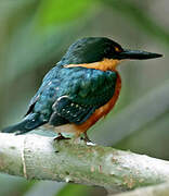 American Pygmy Kingfisher