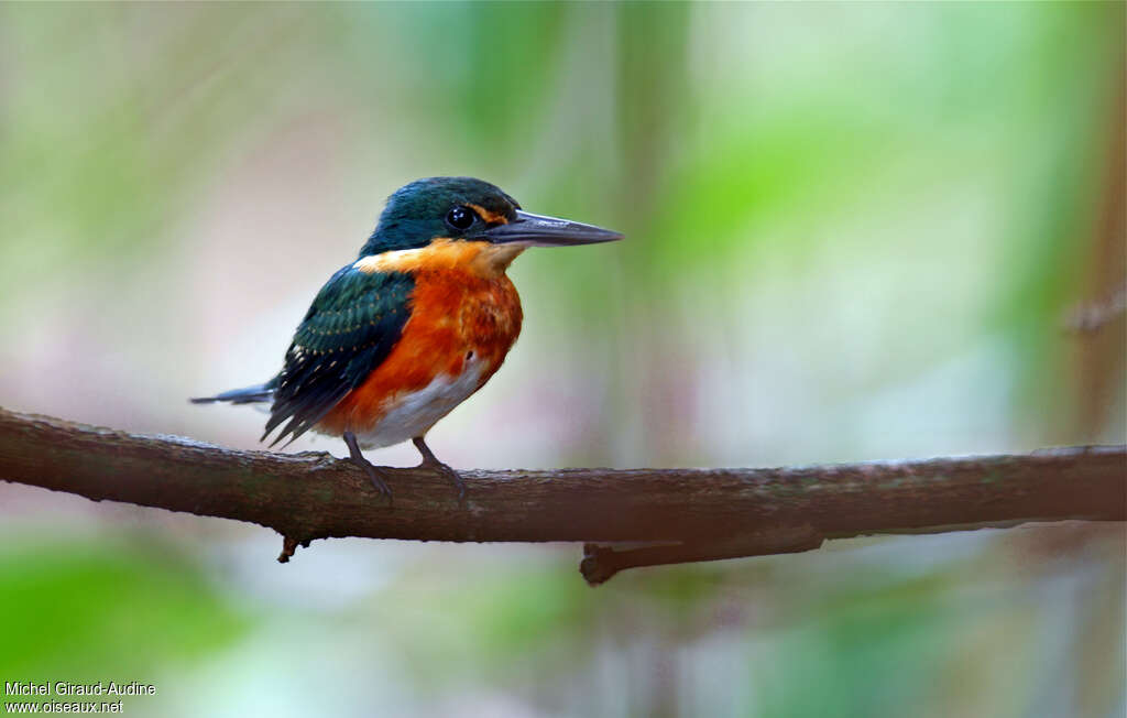 Martin-pêcheur nainjuvénile, identification