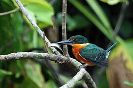 American Pygmy Kingfisher