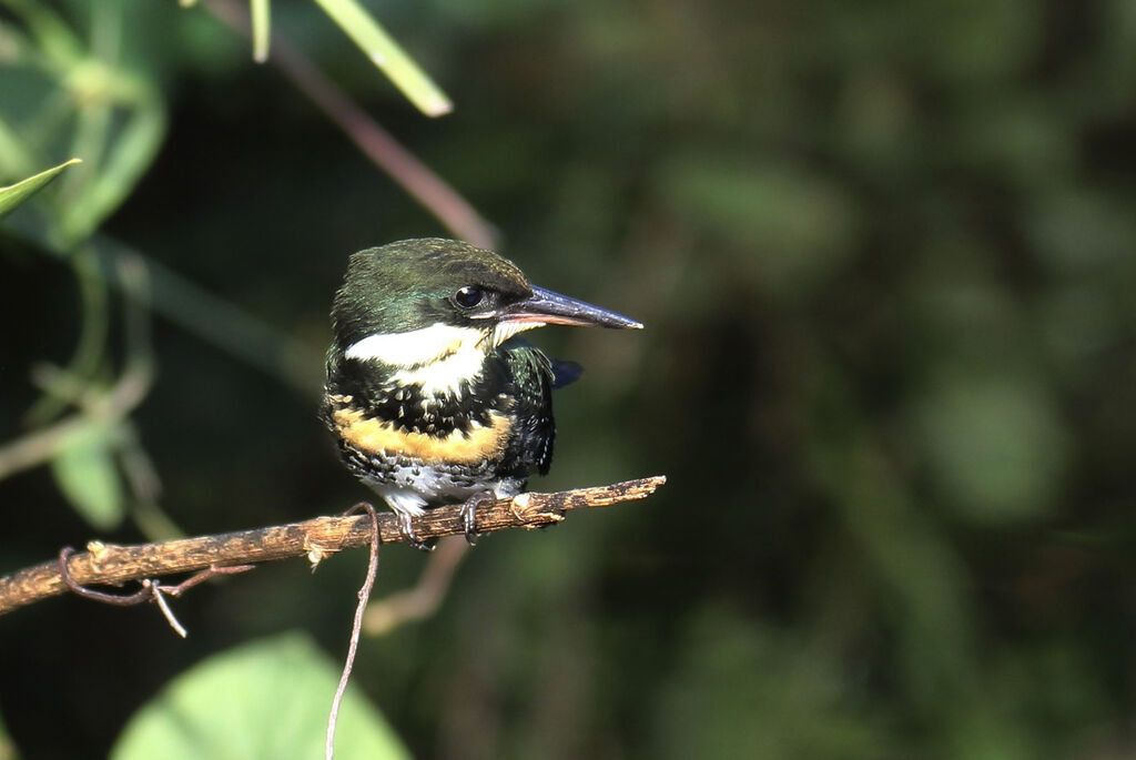 Green Kingfisher female adult