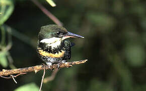 Green Kingfisher