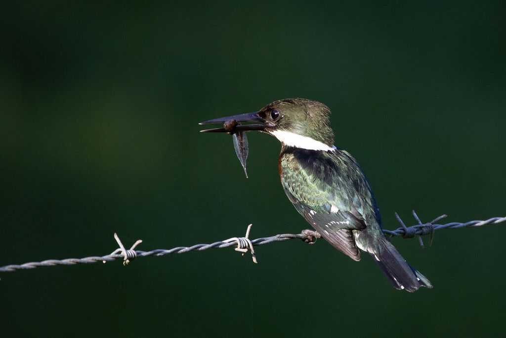 Martin-pêcheur vert, mange