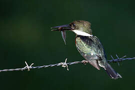 Green Kingfisher