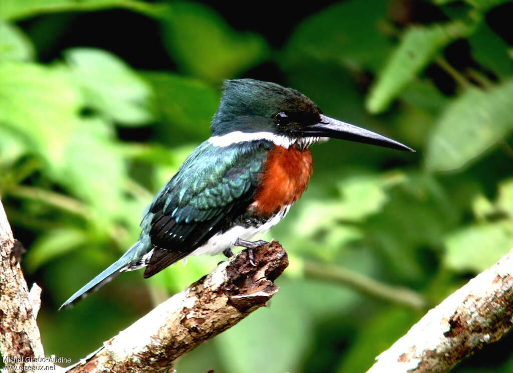 Green Kingfisher male adult, identification