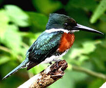 Green Kingfisher