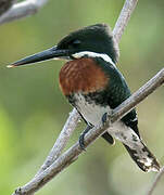 Green Kingfisher