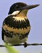 Green Kingfisher