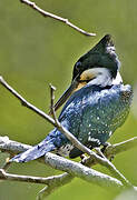 Green Kingfisher