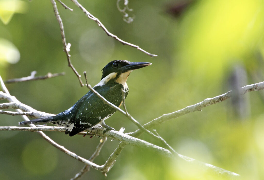 Green Kingfisher female adult