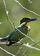 Green Kingfisher