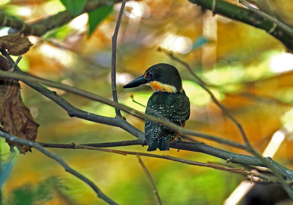 Green Kingfisher female adult