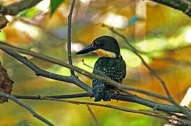 Green Kingfisher