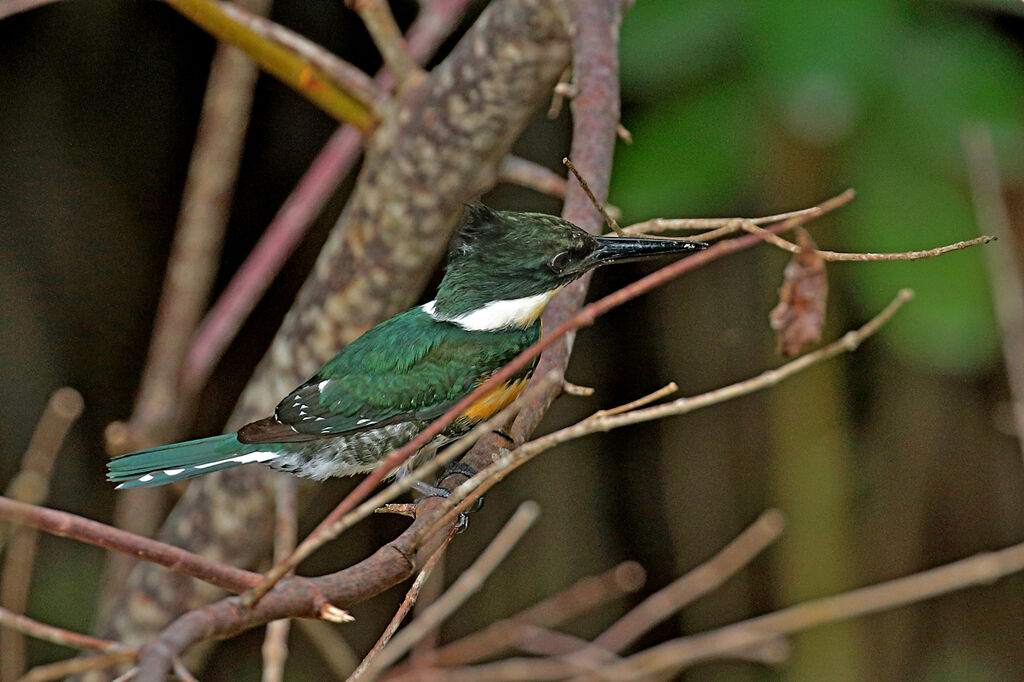 Green Kingfisher female adult