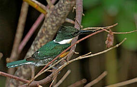 Green Kingfisher