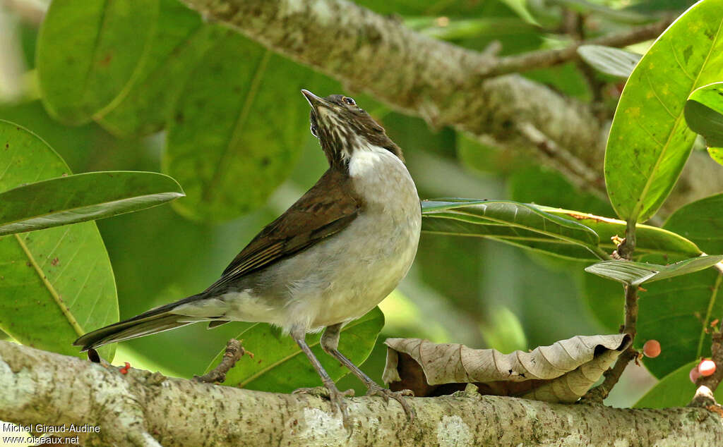 Merle à col blancadulte, habitat, pigmentation