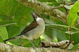 White-necked Thrush