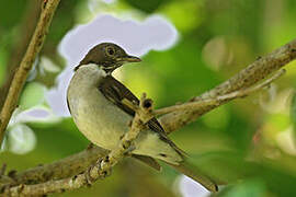 White-necked Thrush