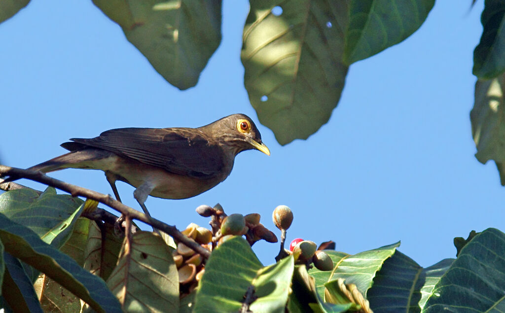 Spectacled Thrush