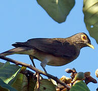 Spectacled Thrush