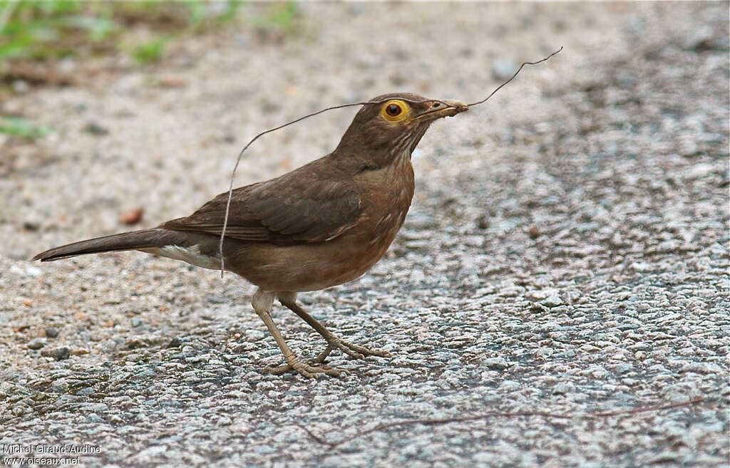 Spectacled Thrushadult, Reproduction-nesting