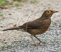 Spectacled Thrush