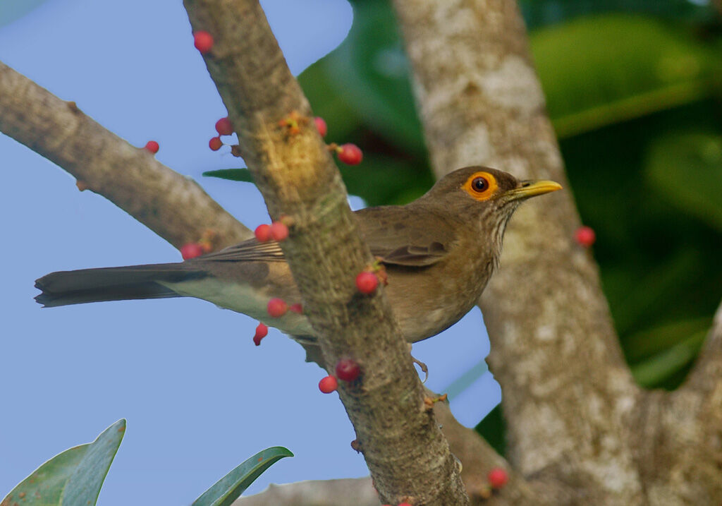 Spectacled Thrush