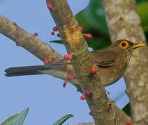 Spectacled Thrush