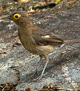 Spectacled Thrush