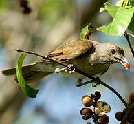 Pale-breasted Thrush