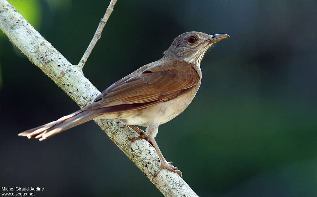 Merle leucomèle, identification