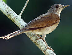 Pale-breasted Thrush