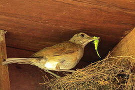 Pale-breasted Thrush