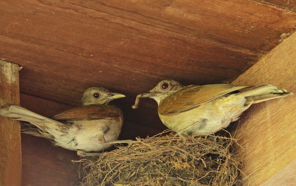 Pale-breasted Thrushadult, Reproduction-nesting