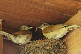 Pale-breasted Thrush