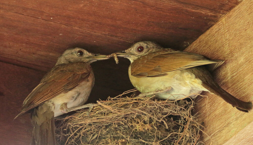 Pale-breasted Thrushadult, Reproduction-nesting