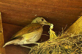 Pale-breasted Thrush