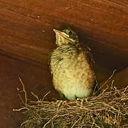 Pale-breasted Thrush