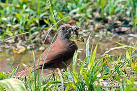 Pale-breasted Thrush