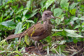 Pale-breasted Thrush