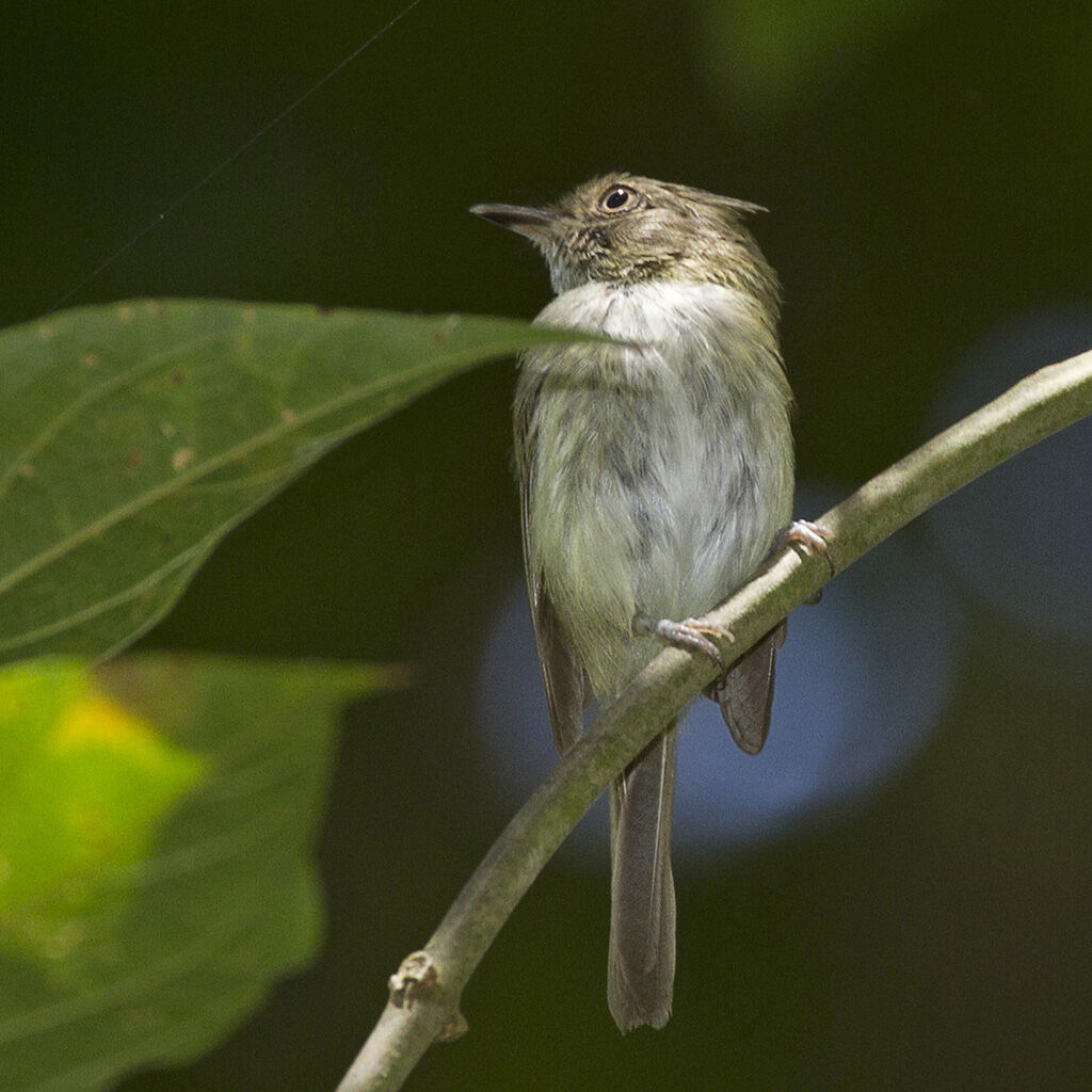 Microtyran casqué