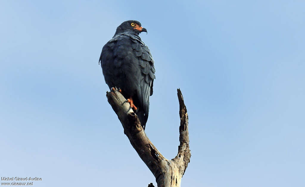 Slender-billed Kiteadult, identification